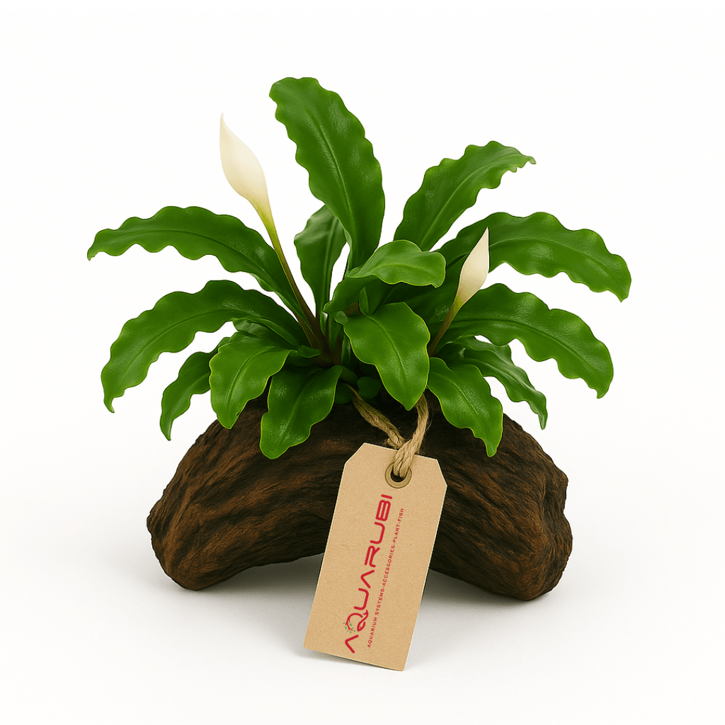 Bucephalandra Green Wavy on nano wood