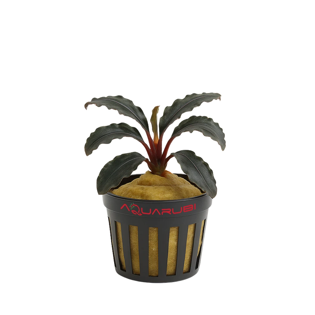 Bucephalandra Purple Wave