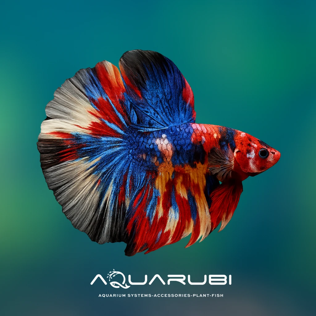 Galaxy Halfmoon Betta
