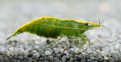 Green Jade 2cm 10'lu koloni
