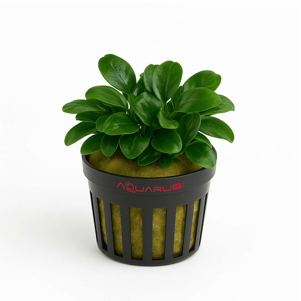 Anubias Nana Petite Saksı