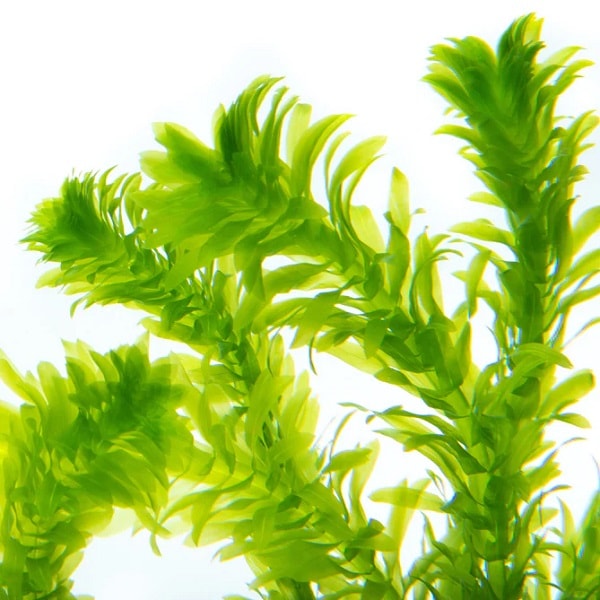 Elodea Densa Saksı 