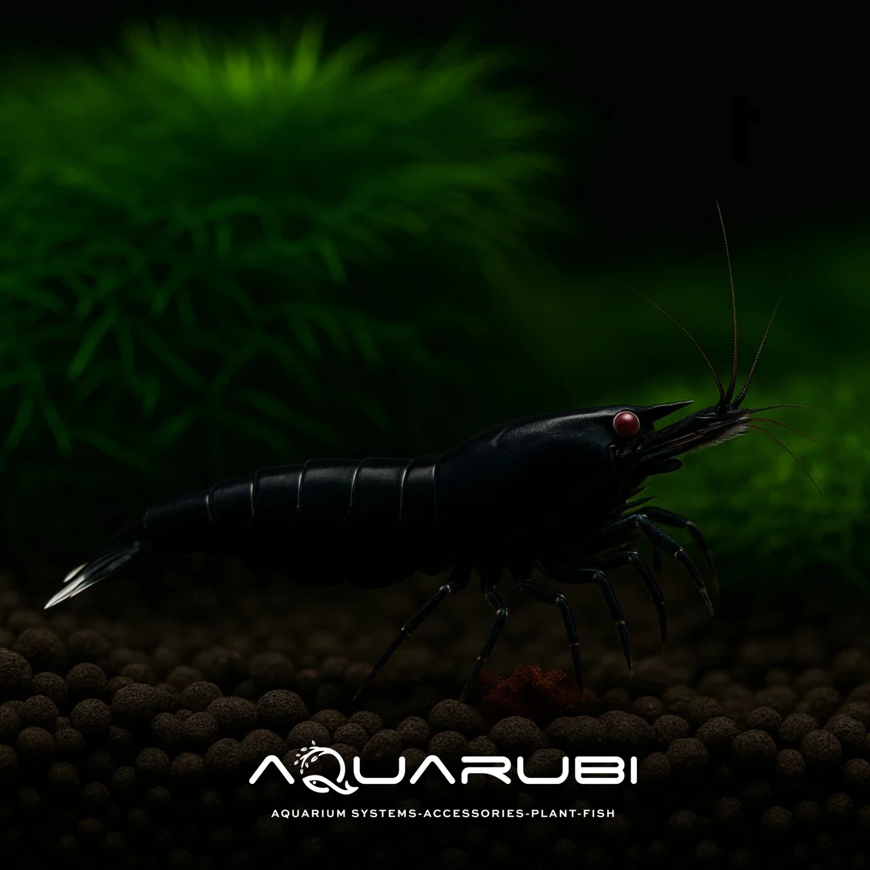 Taiwan Bee Black Extreme 1-1,2 cm