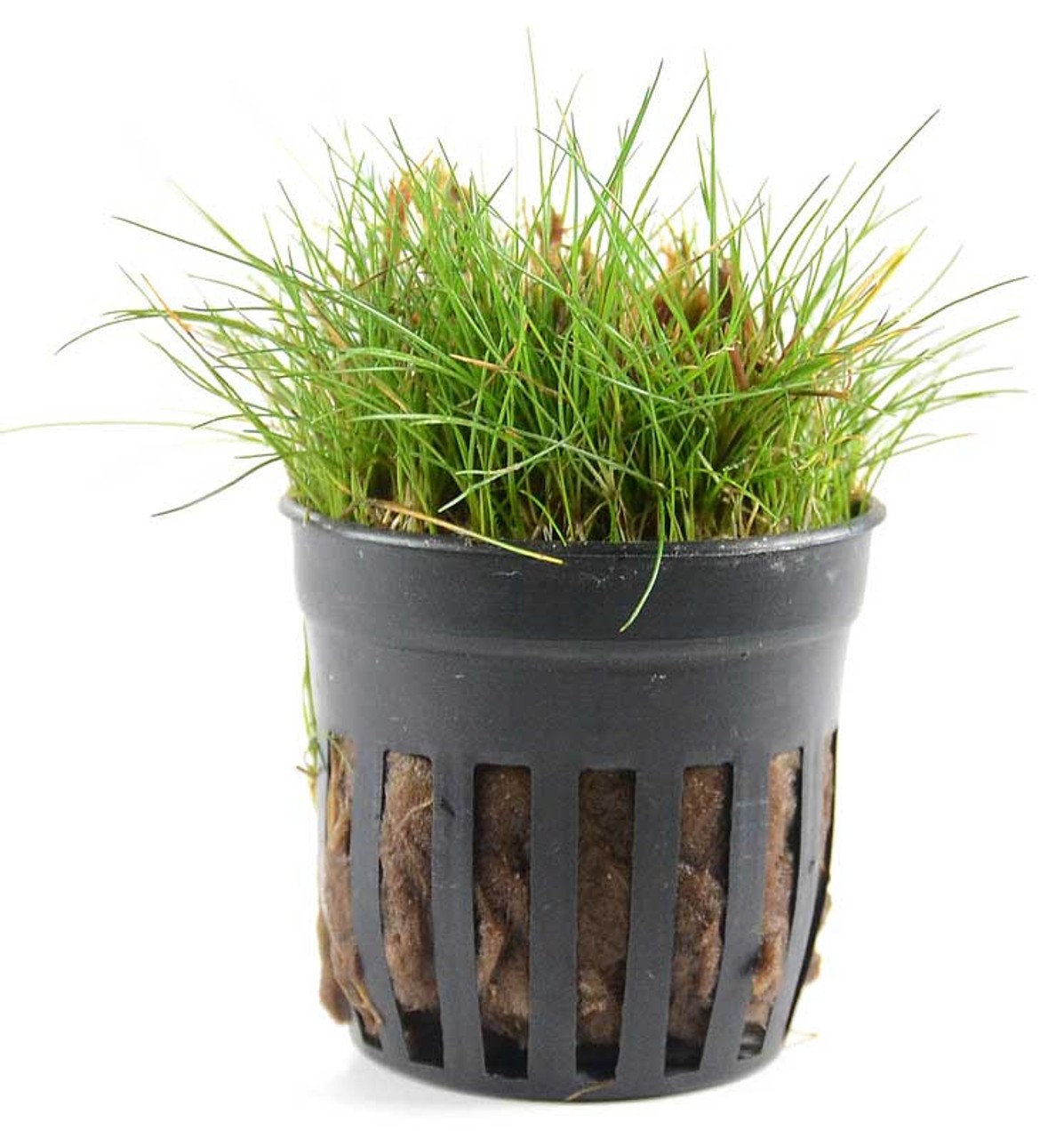 Eleocharis Parvula Mini