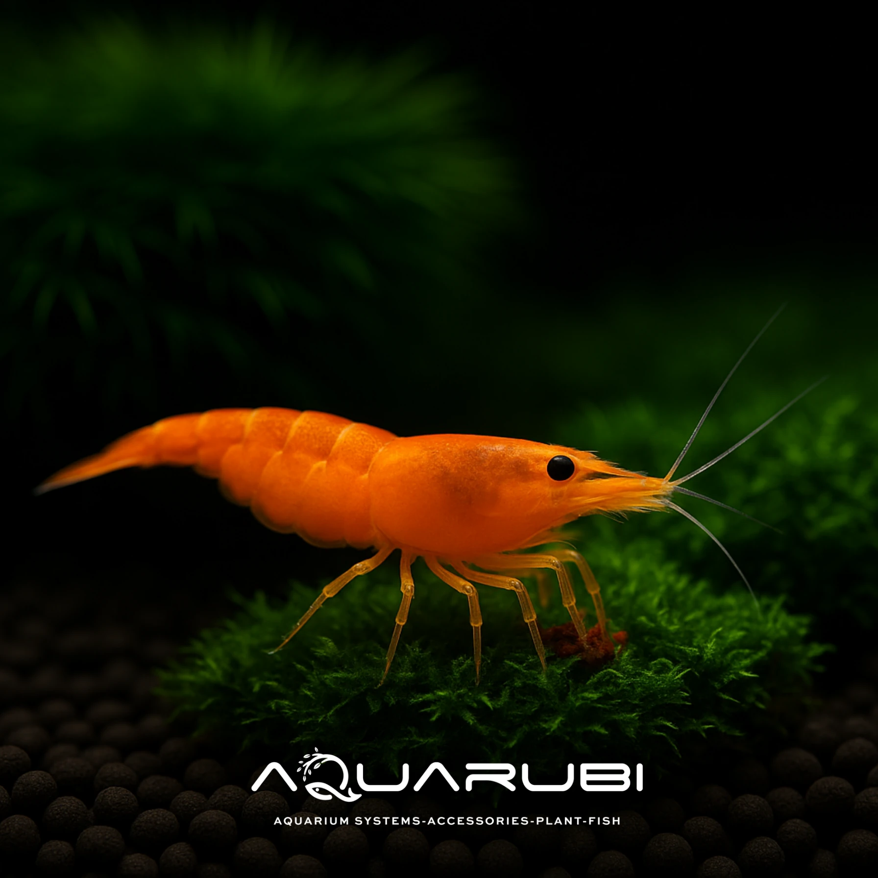 Turuncu Sakura 2 cm 10'lu koloni