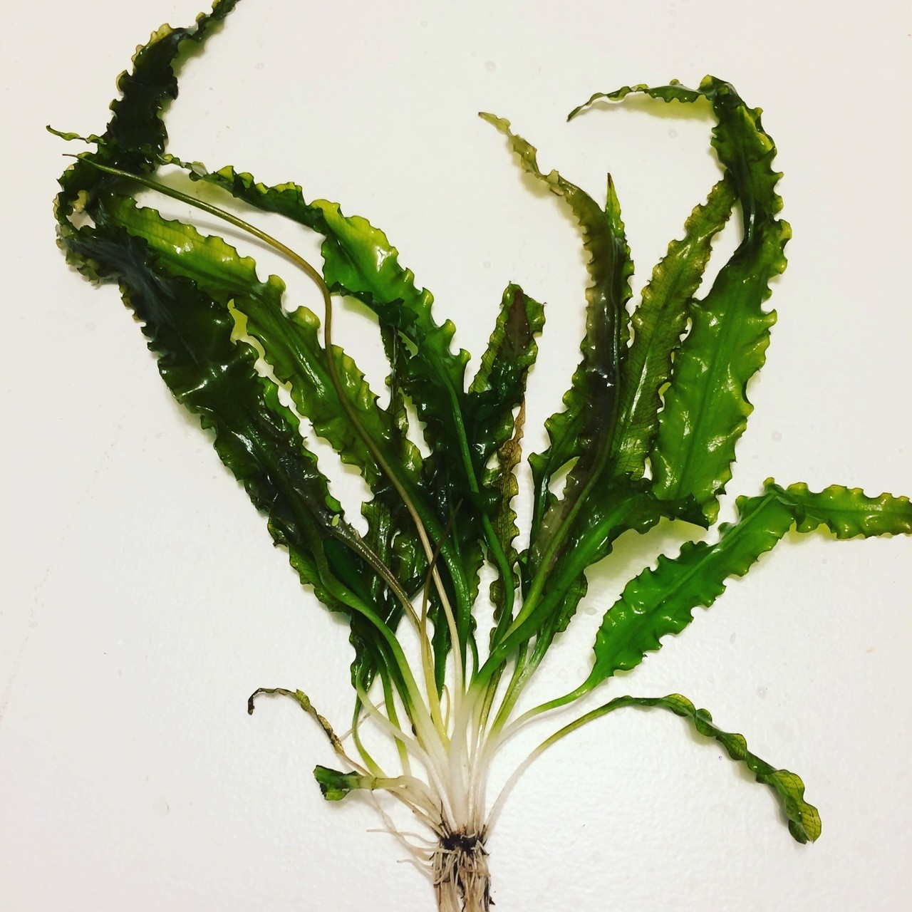 Aponogeton Crispus