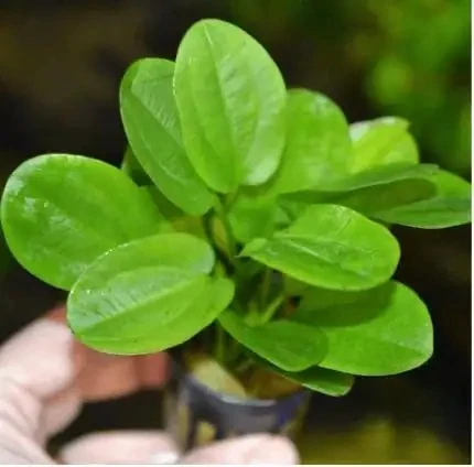 Echinodorus Horizontalis Mini