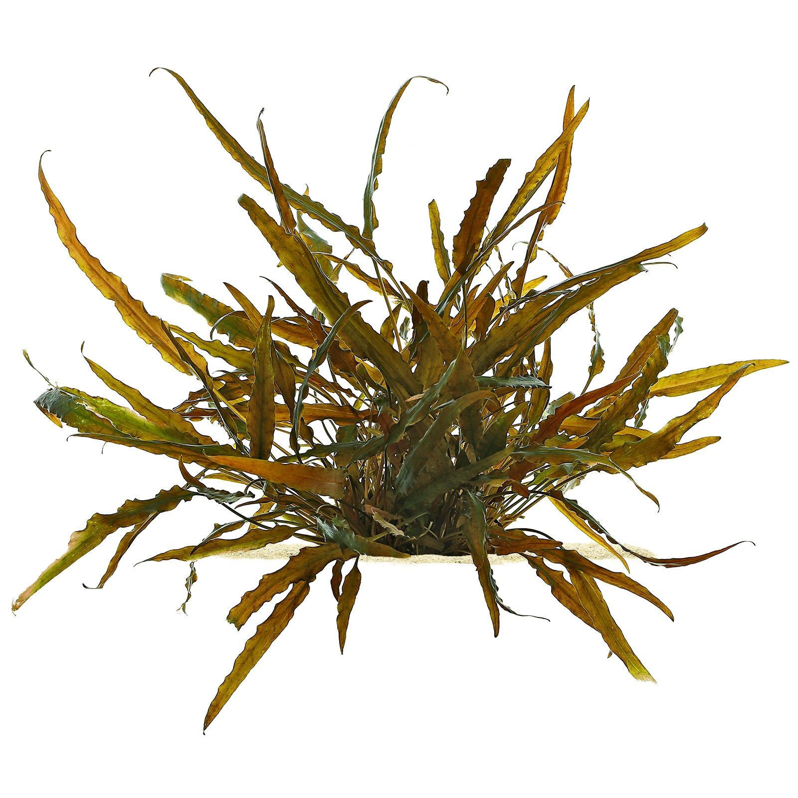 Cryptocoryne Axelrodi (Undulata) in vitro