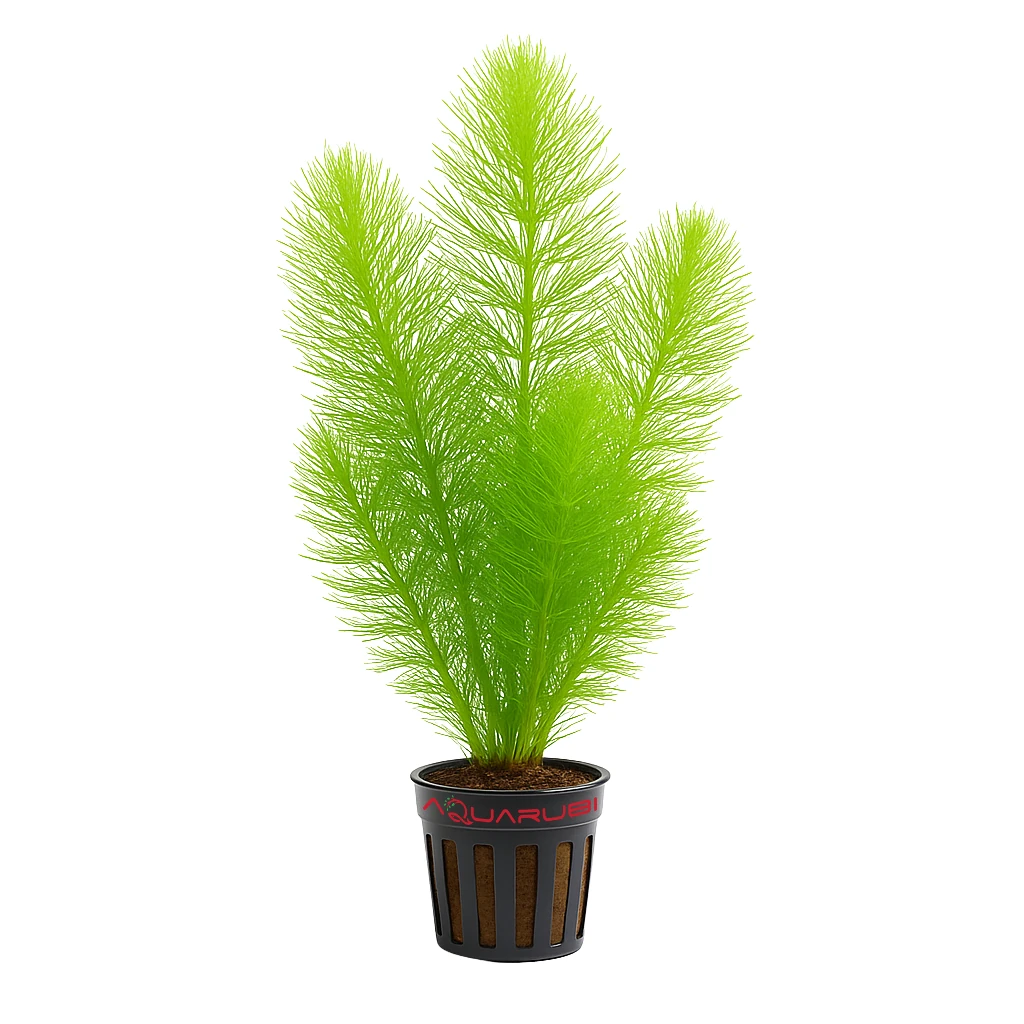 Ceratophyllum Demersum (Tilki Kuyruğu)