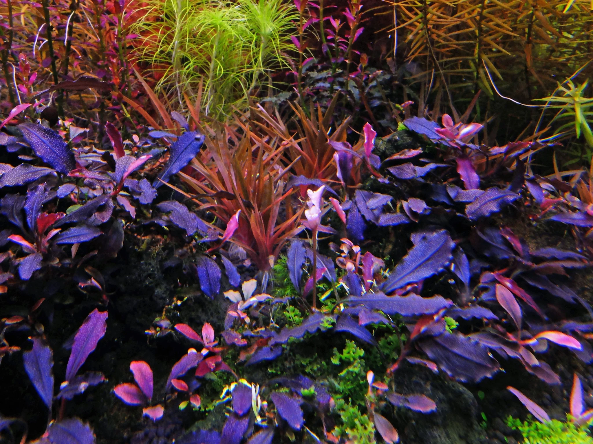 Bucephalandra Brownie Purple 