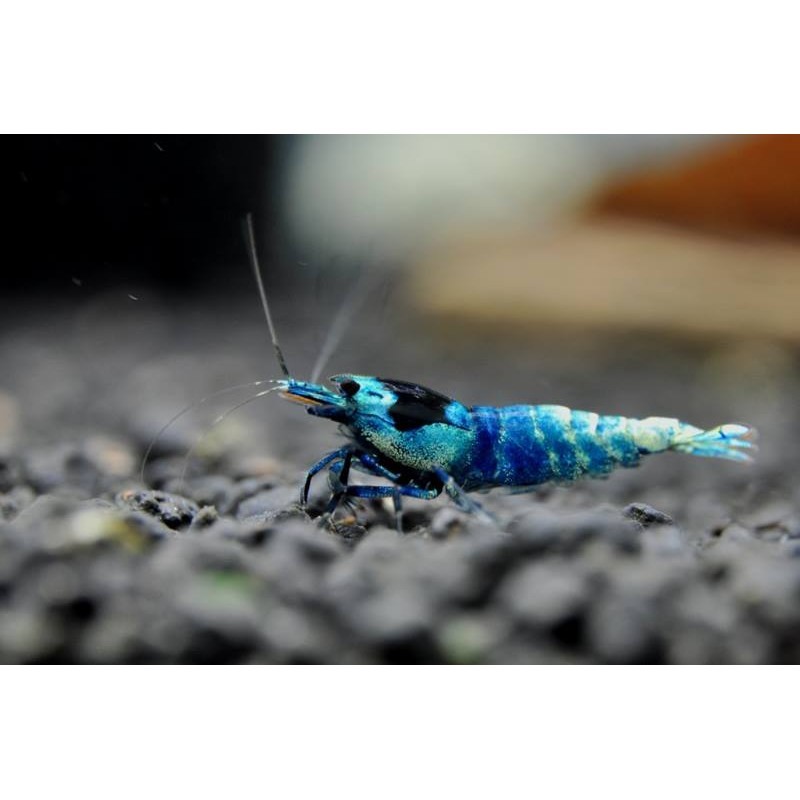 Taiwan Bee Blue Shadow Mosura 1-1,2 cm