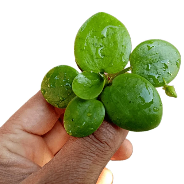 Limnobium Laevigatum (Frogbit)