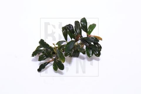 Bucephalandra Brownie Phantom