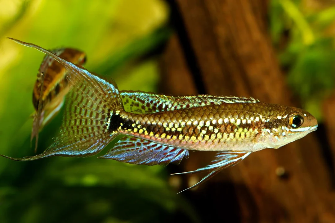 Dicrossus Filamentosus 3-4cm