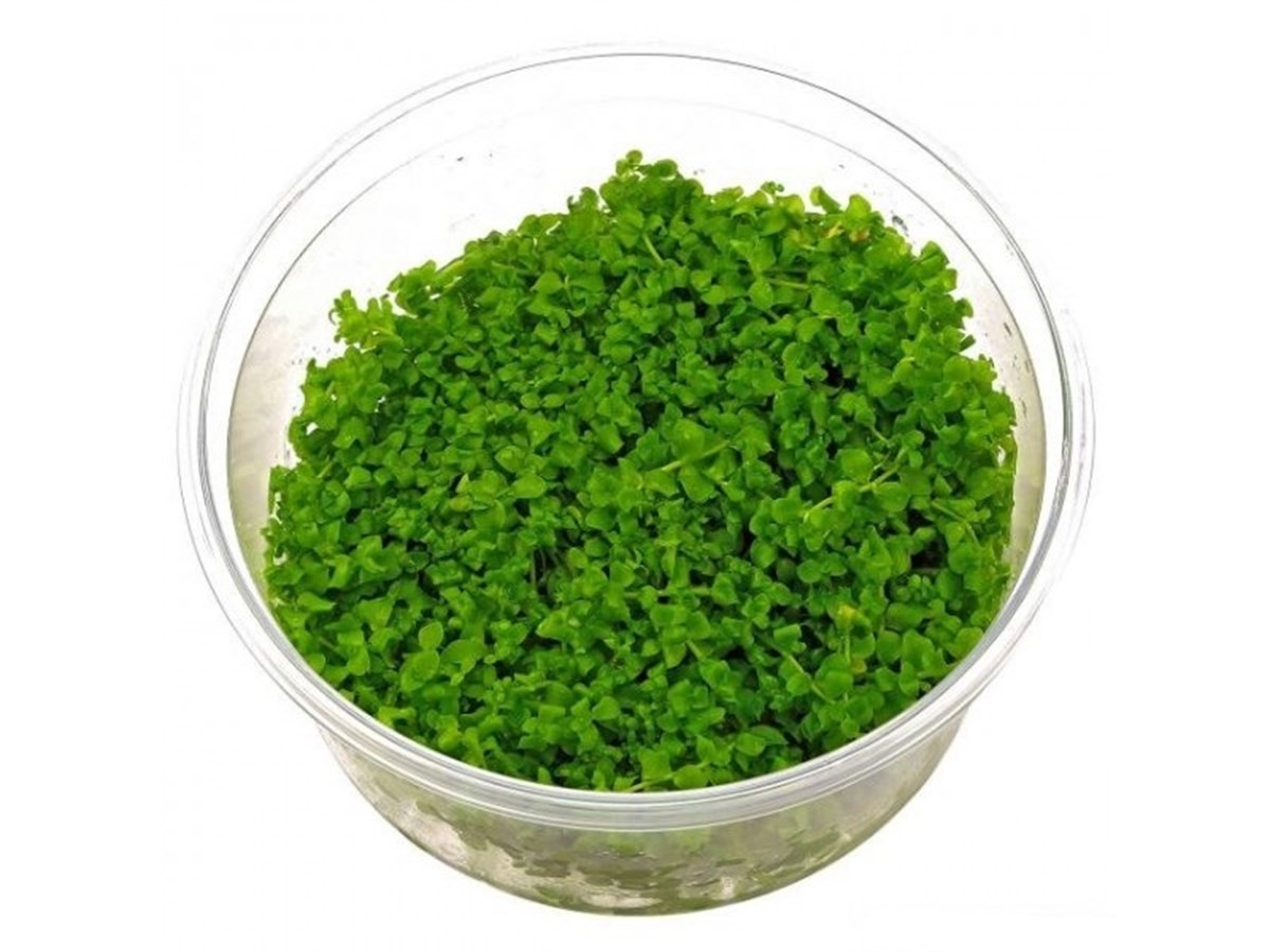 Micranthemum Monte Carlo Vitro