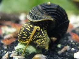 Yellow Poso Spotted Rabbit Salyangoz 4-5cm
