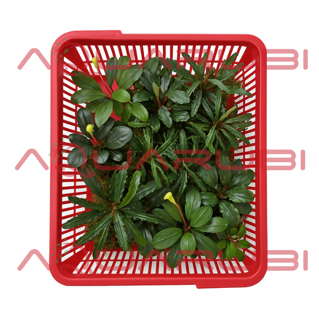 Bucephalandra Paketi (M)