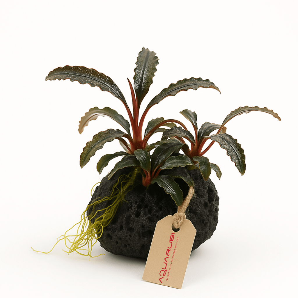 Bucephalandra Godzilla (kedagang red) on stone