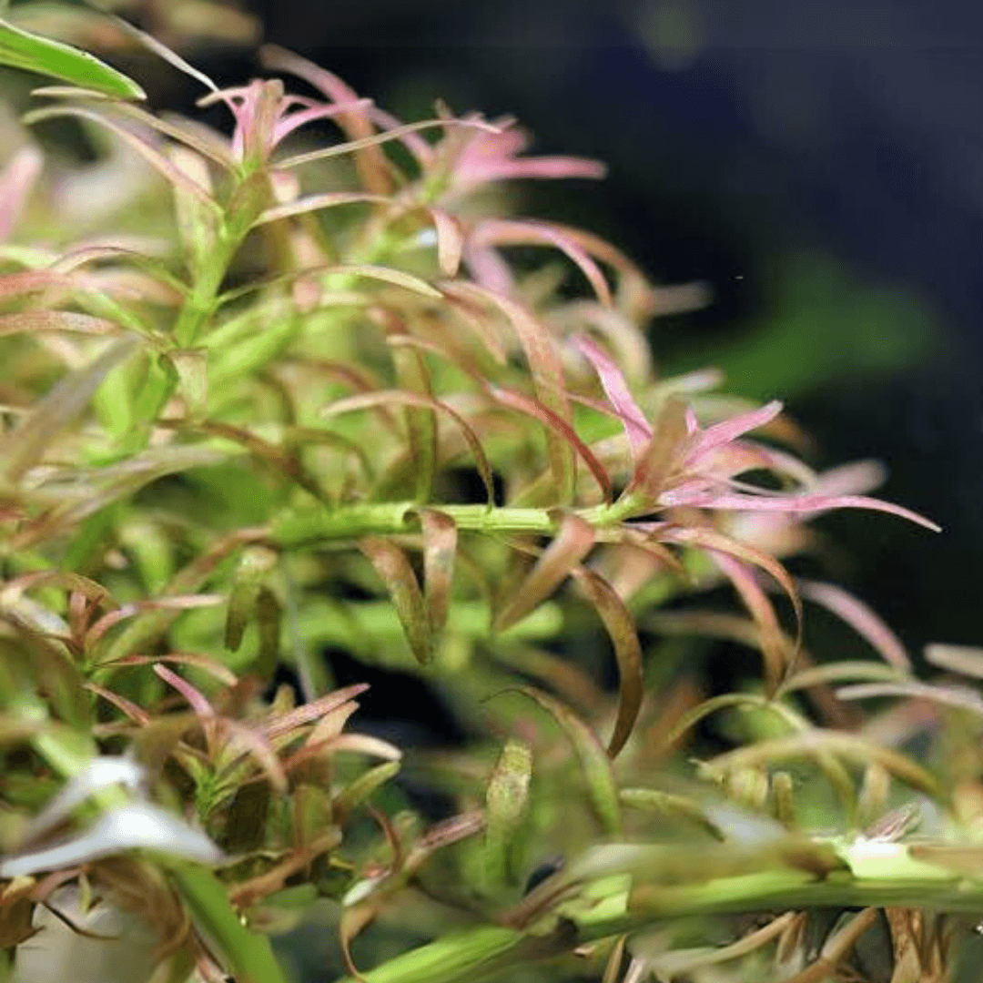 Rotala Mexicana "Goias"