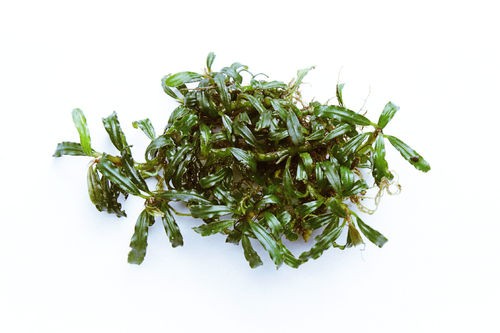 Bucephalandra Mini Catherineae
