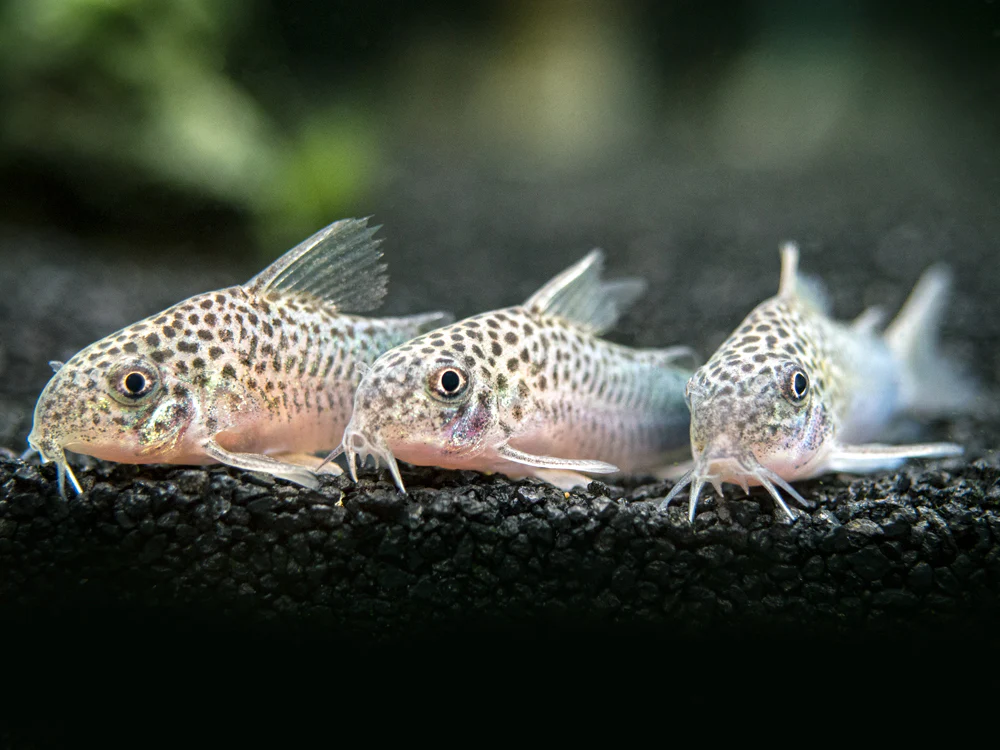Corydoras Similis - 5 Adet