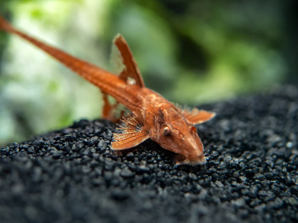 Red lizard Whiptail Catfish 5-6cm