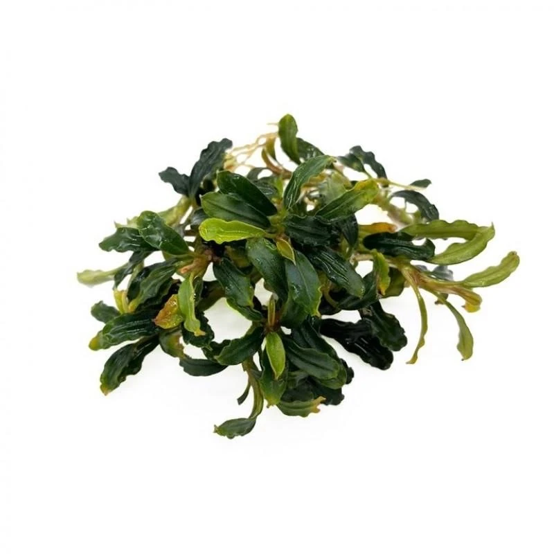 Bucephalandra Brownie Adinda 