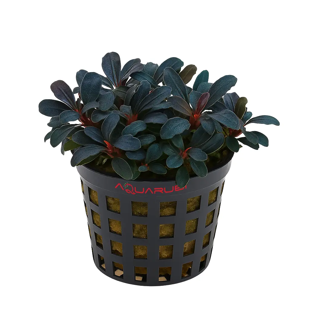 Bucephalandra Mini Purple