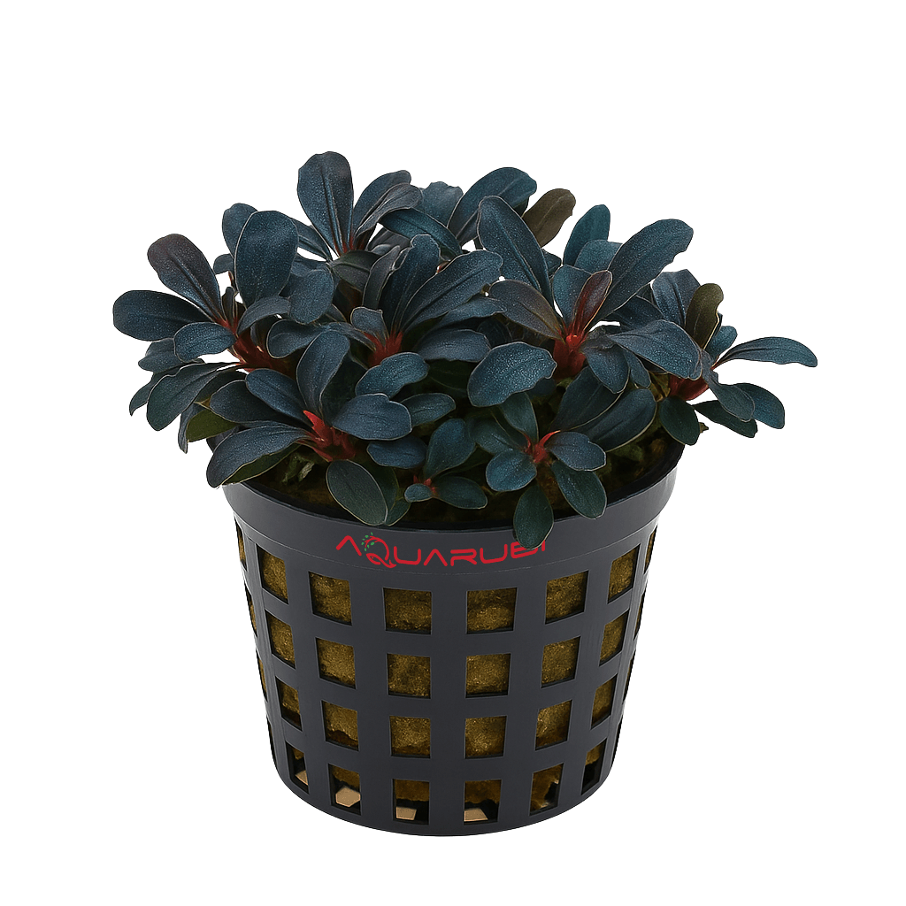 Bucephalandra Mini Purple
