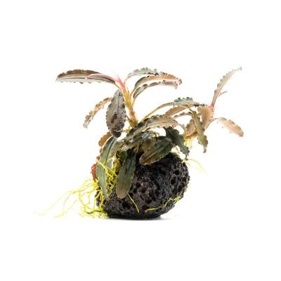 Bucephalandra Godzilla (kedagang red) on stone