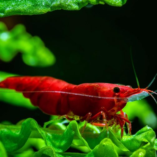 Bloody Mary Karides 1-1,2cm 10'lu koloni