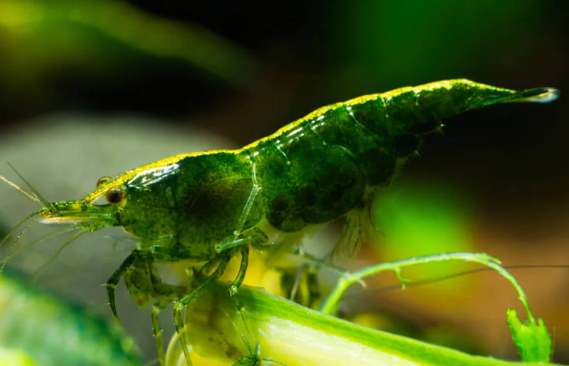 Green Jade Karides 2cm 10'lu koloni