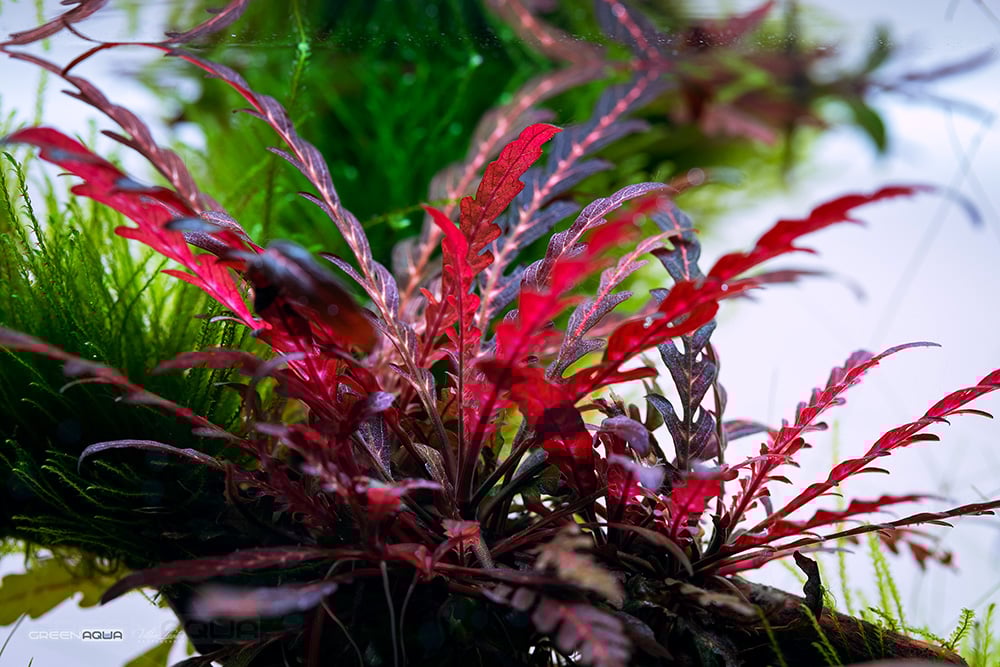 Hygrophila Pinnatifida