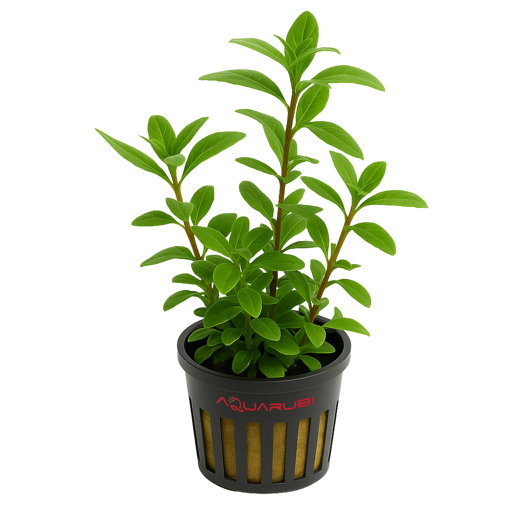 Hygrophila Polysperma (Zeytin)