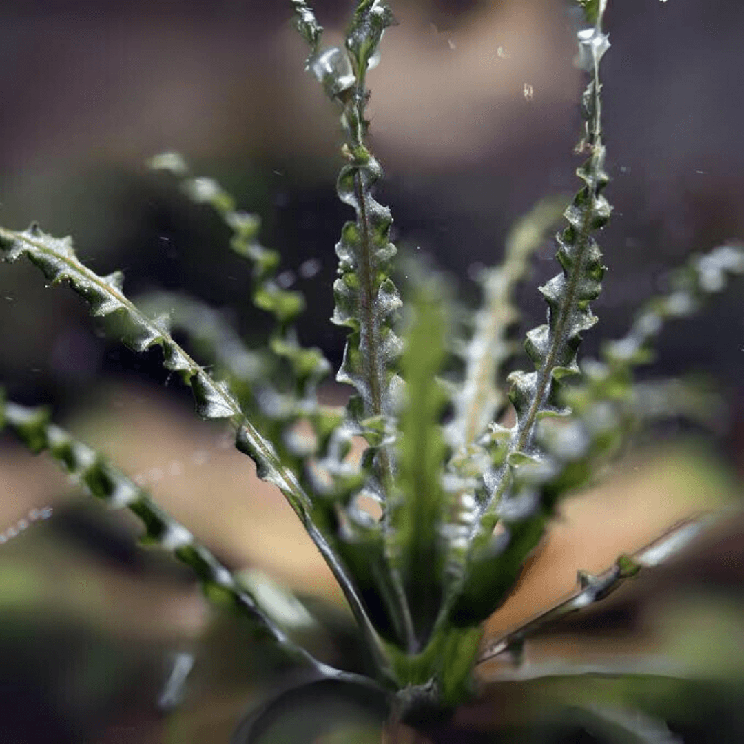 Pogostemon Helferi Red