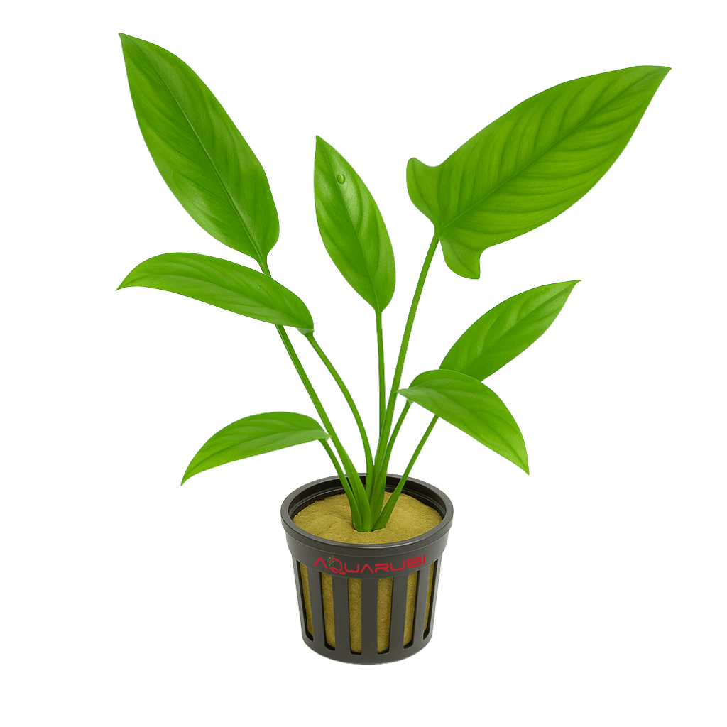 Anubias Hastifolia -L-