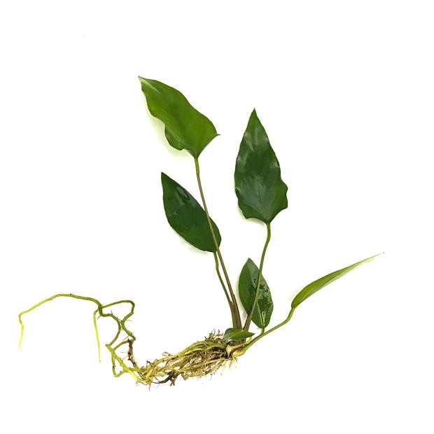 Anubias Species 'Short & Sharp'