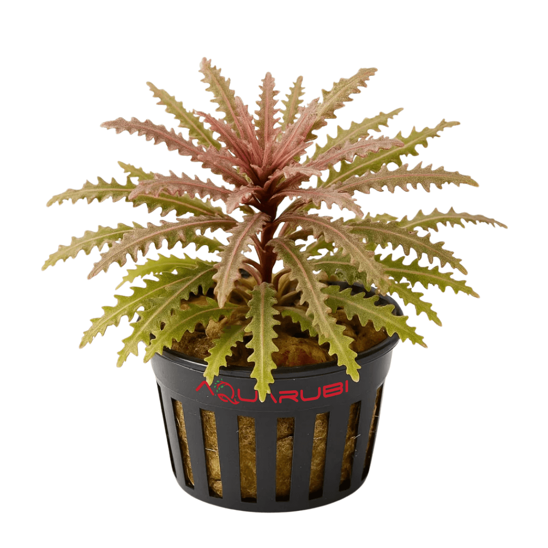Pogostemon Helferi Red