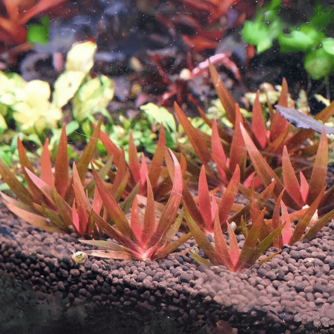 Xyris Sp Red