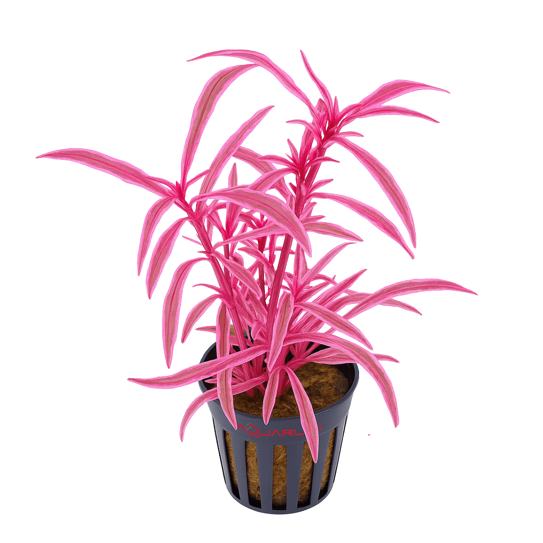 Hygrophila Lancea Chai Saksı