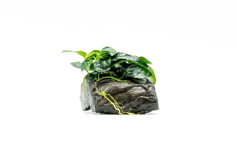 Anubias Petite On Nano Wood