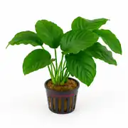 Anubias