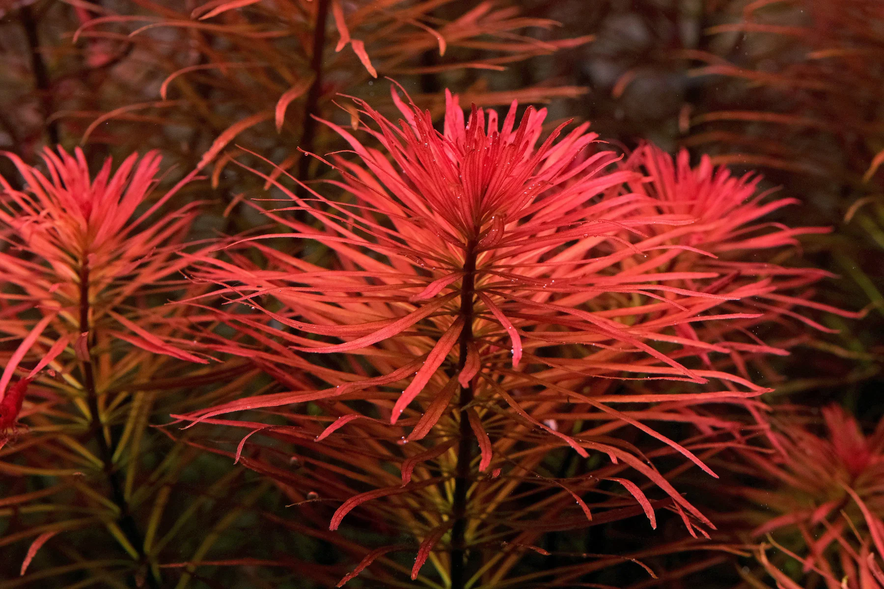 Ludwigia inclinata var. verticillata Pantanal