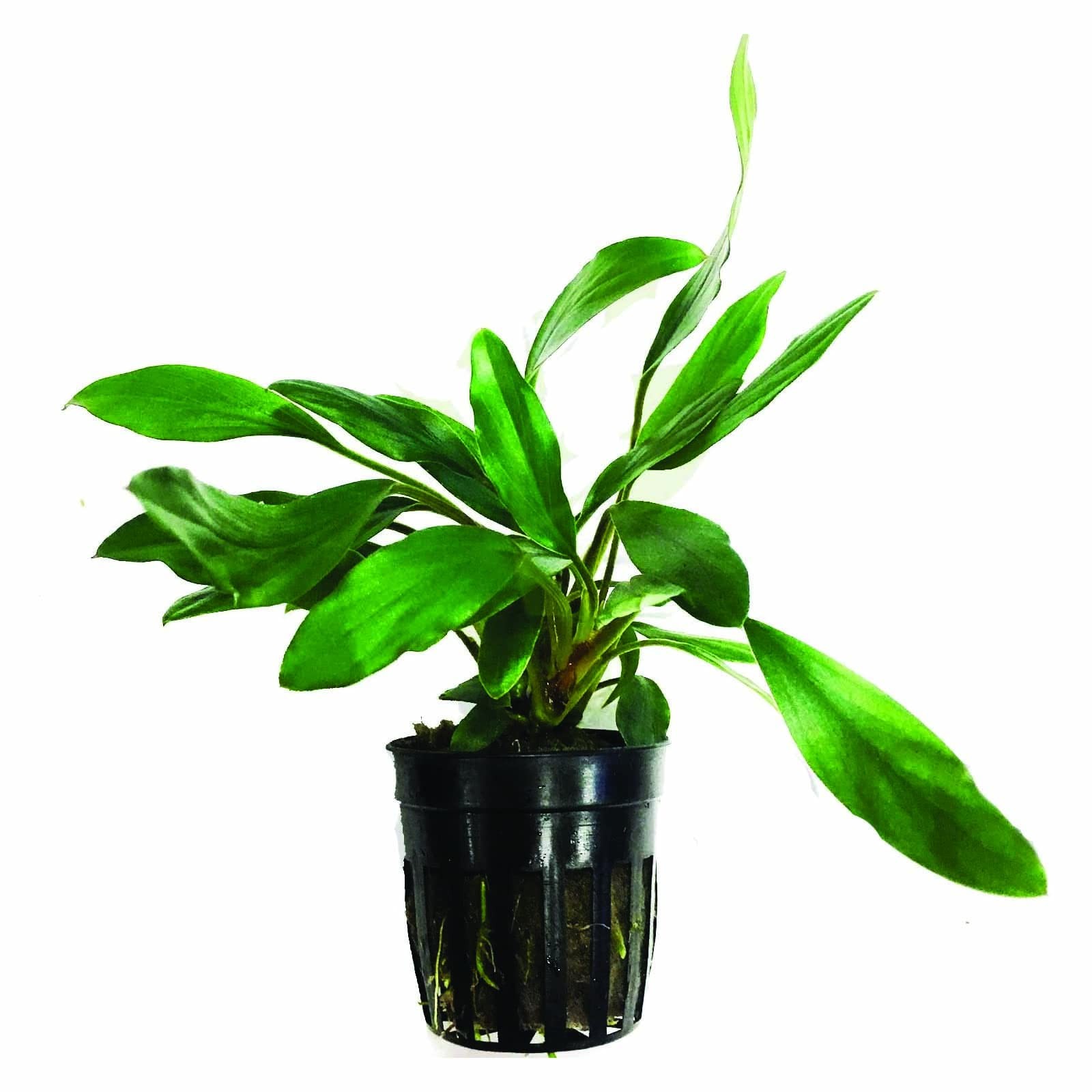 Homalomena Sp Sekadau South