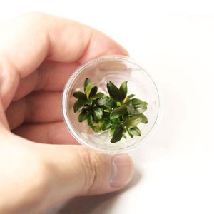 Bucephalandra Red Mini Small Cup