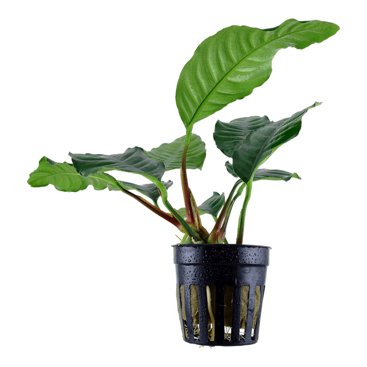 Anubias Coffefolia
