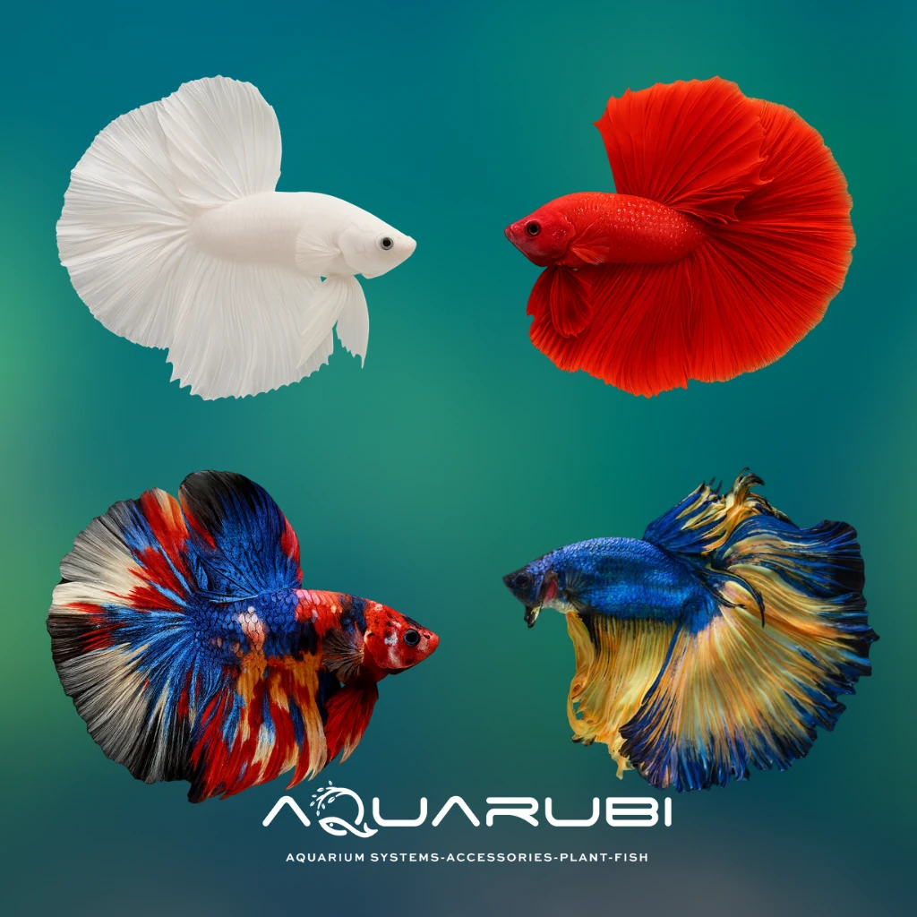 Betta Mix Colour (Erkek)