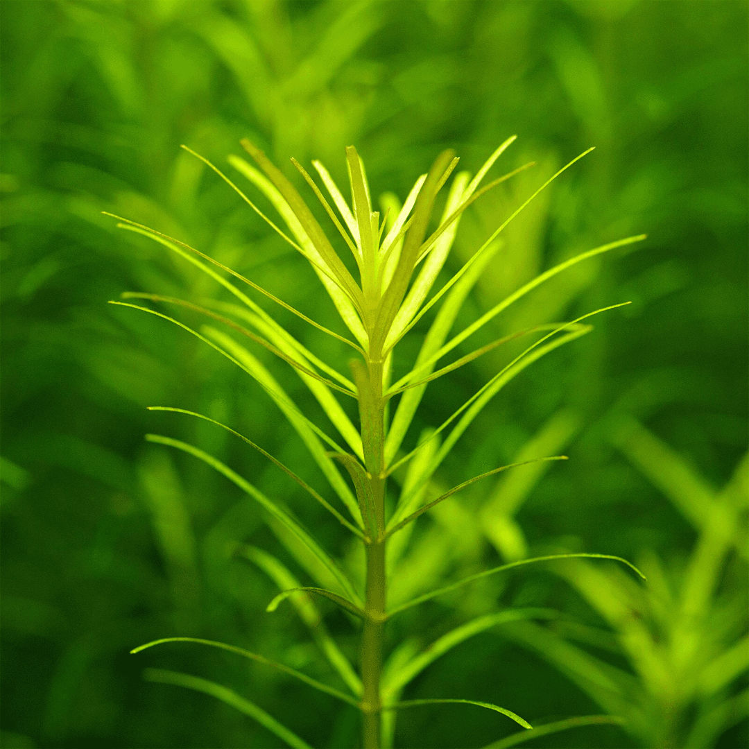 Rotala Sp. "Nanjenshan"