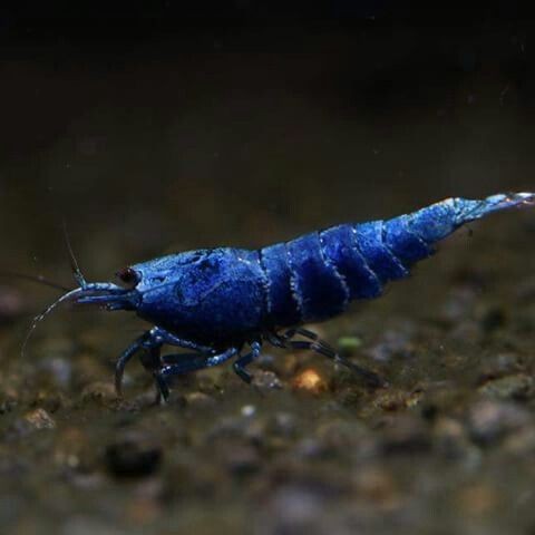 Taiwan Bee Dark Blue Bolt 1-1,2cm 10'lu koloni