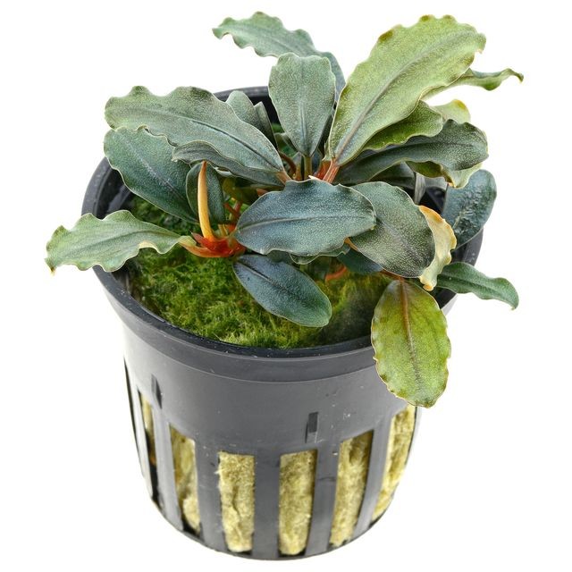 Bucephalandra Brownie Purple Saksı